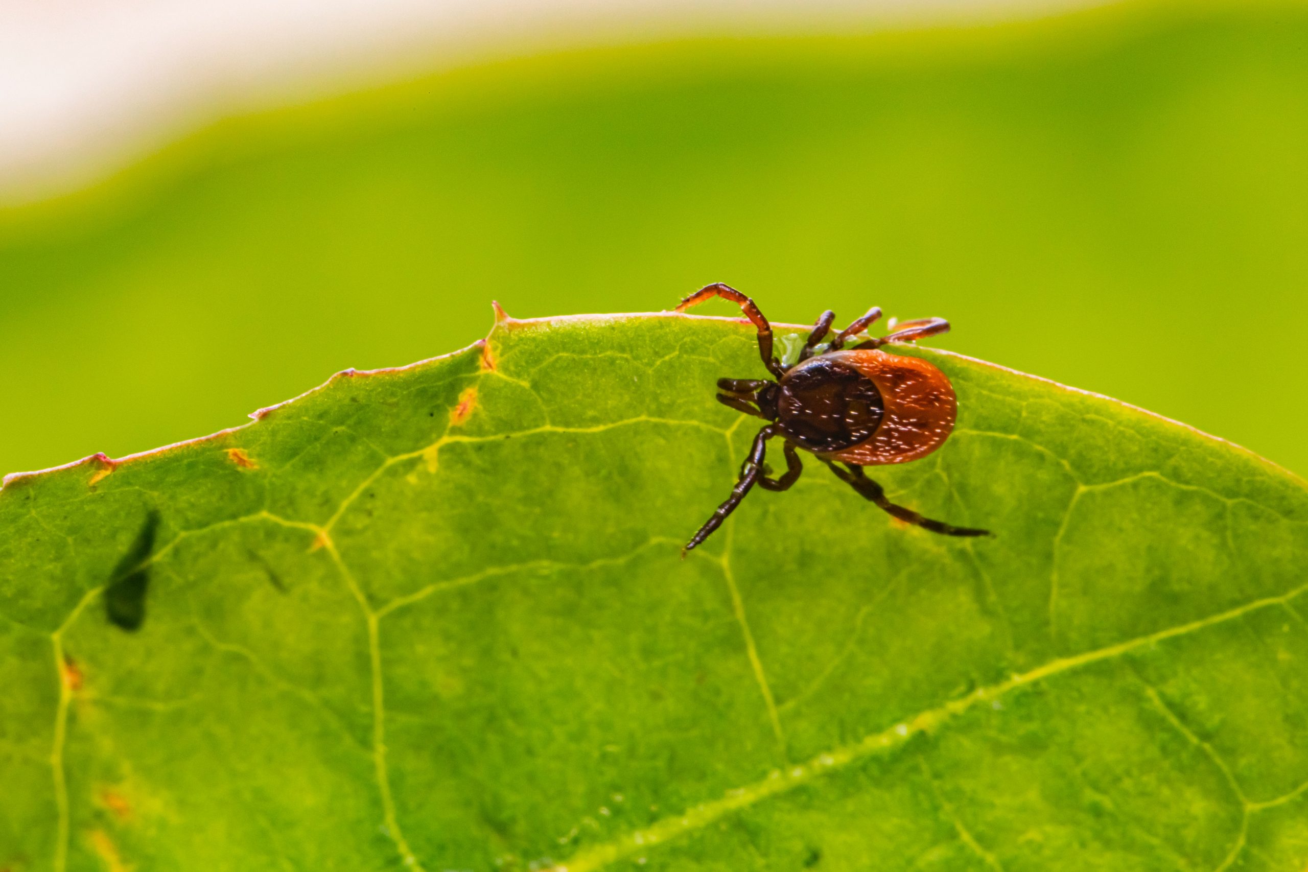 Prevent ticks from a pest