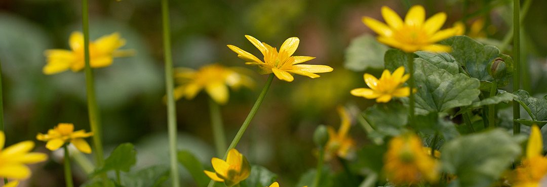 yellow-flowers