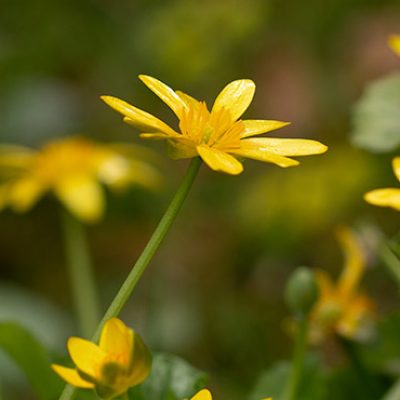 yellow-flowers