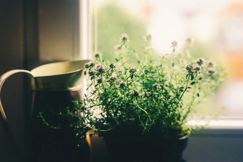 Flowers and a jug sitting on a window sill with light coming through