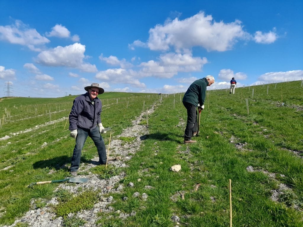 Tree planting 