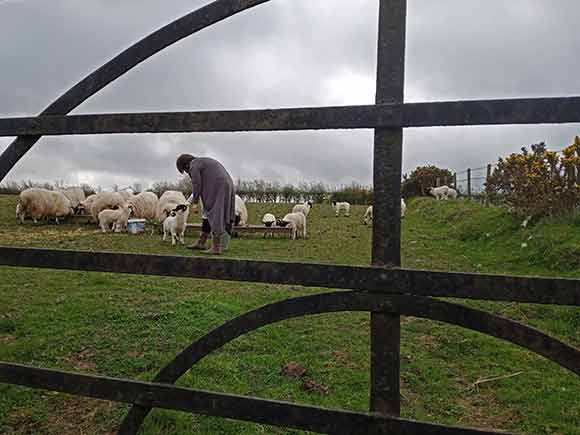 Feeding lambs logo