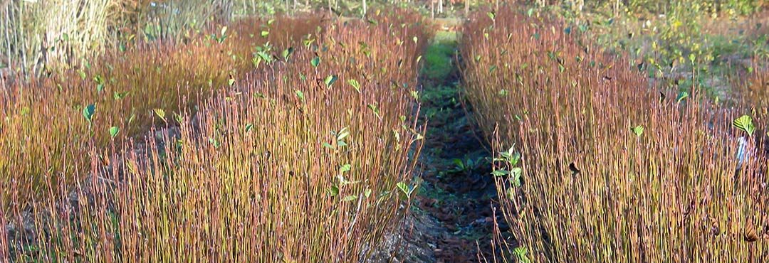 Alder saplings in a tree nursery