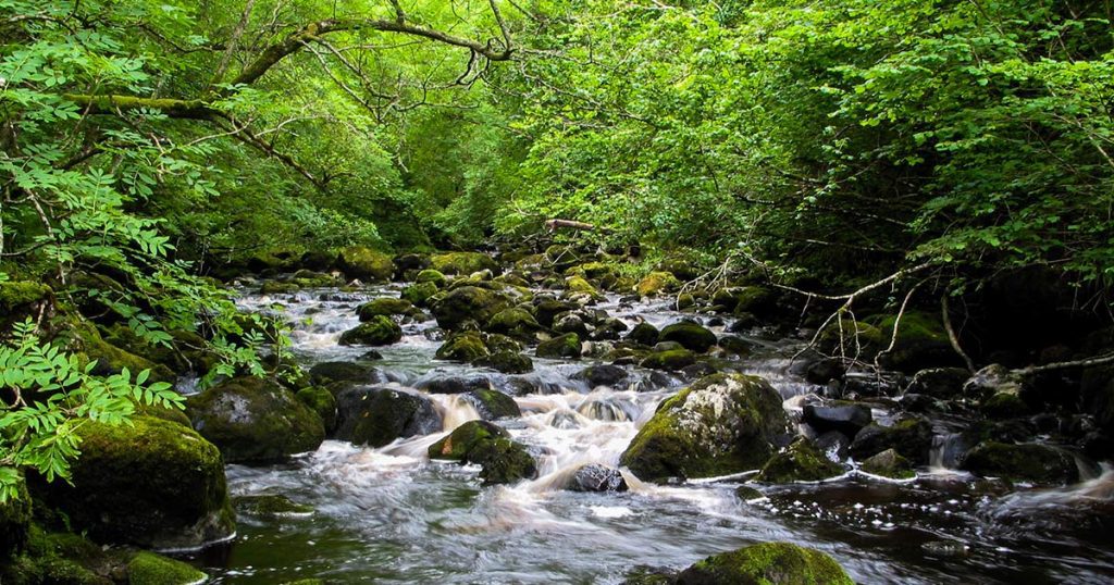 A wooded glen in Northern Ireland