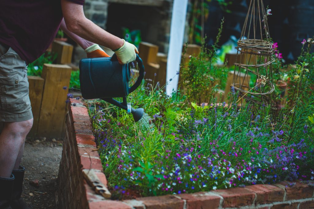 Watering a small patch of purple and blue wildflowers with a plastic green watering can