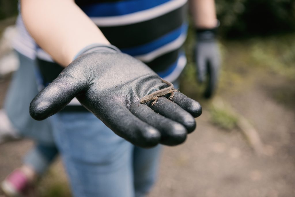 A black-gloved hand holding a newt