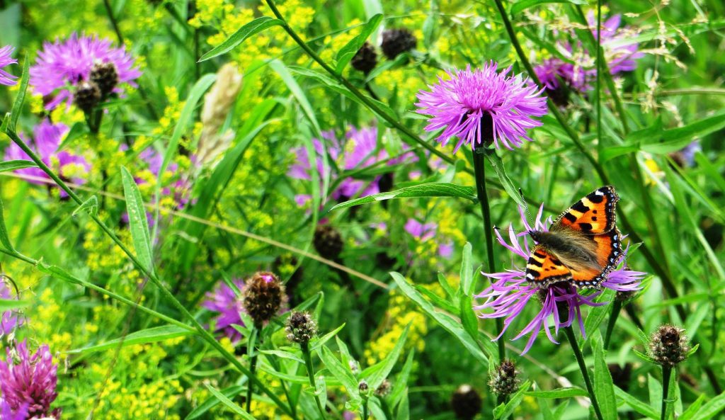 Orange and black butterfly (Small Tortoiseshell, Aglais urticae) sat on a purple flower (Knapweed, Centaurea) with green and yellow foliage in the background