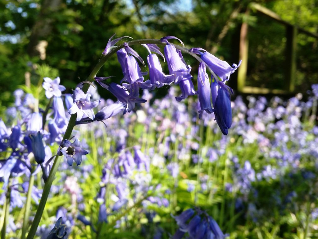 Purple coloured bluebells