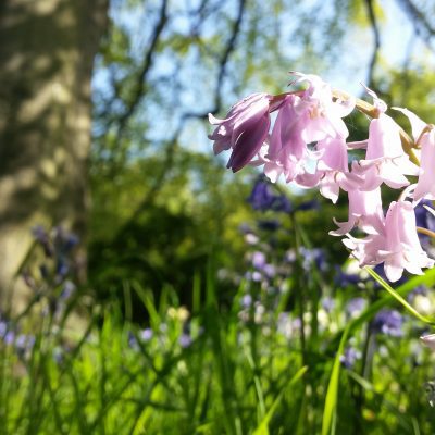 Bluebells at TCV Skelton Grange, Leeds