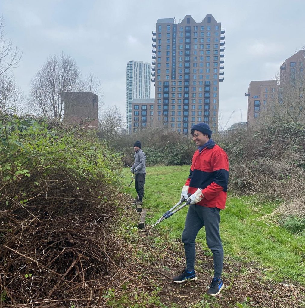 Two men using loppers on vegetation in a green space with high rise flats in the background