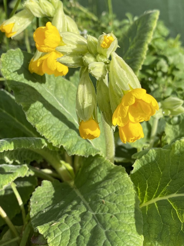 Cowslips, small yellow wildlfowers