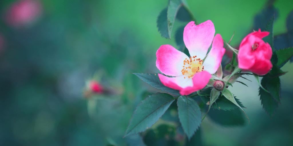 Dog rose in flower (Rosa canina)