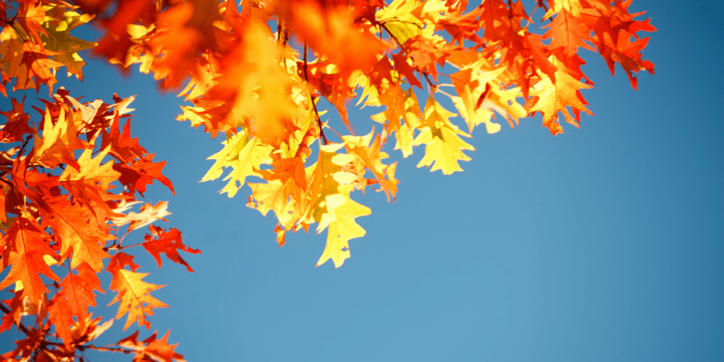 English Oak Tree in autumn (Quercus robur)