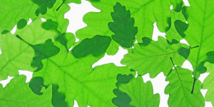 English Oak Tree leaves (Quercus robur)