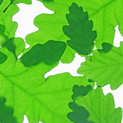 English Oak Tree leaves (Quercus robur)