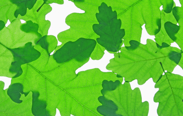 English Oak Tree leaves (Quercus robur)