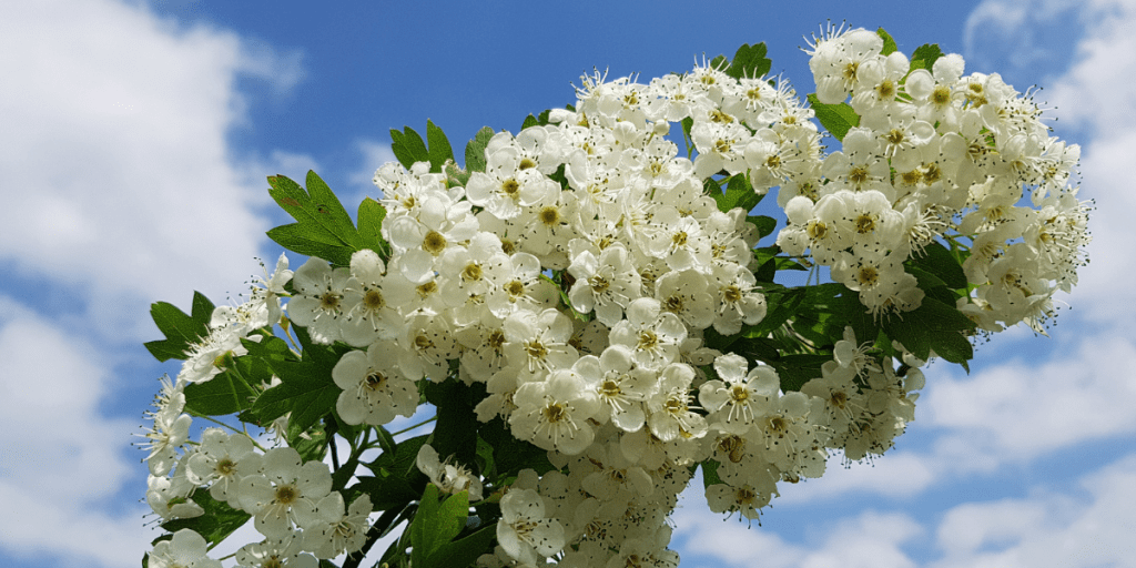  Hawthorn branch in flower (Crataegus laevigata)