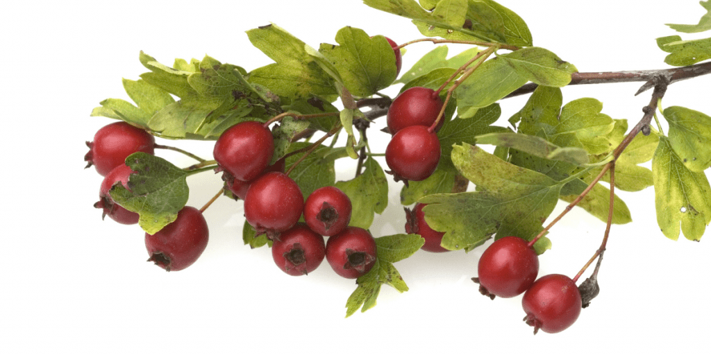 Hawthorn branch with berries (Crataegus laevigata)