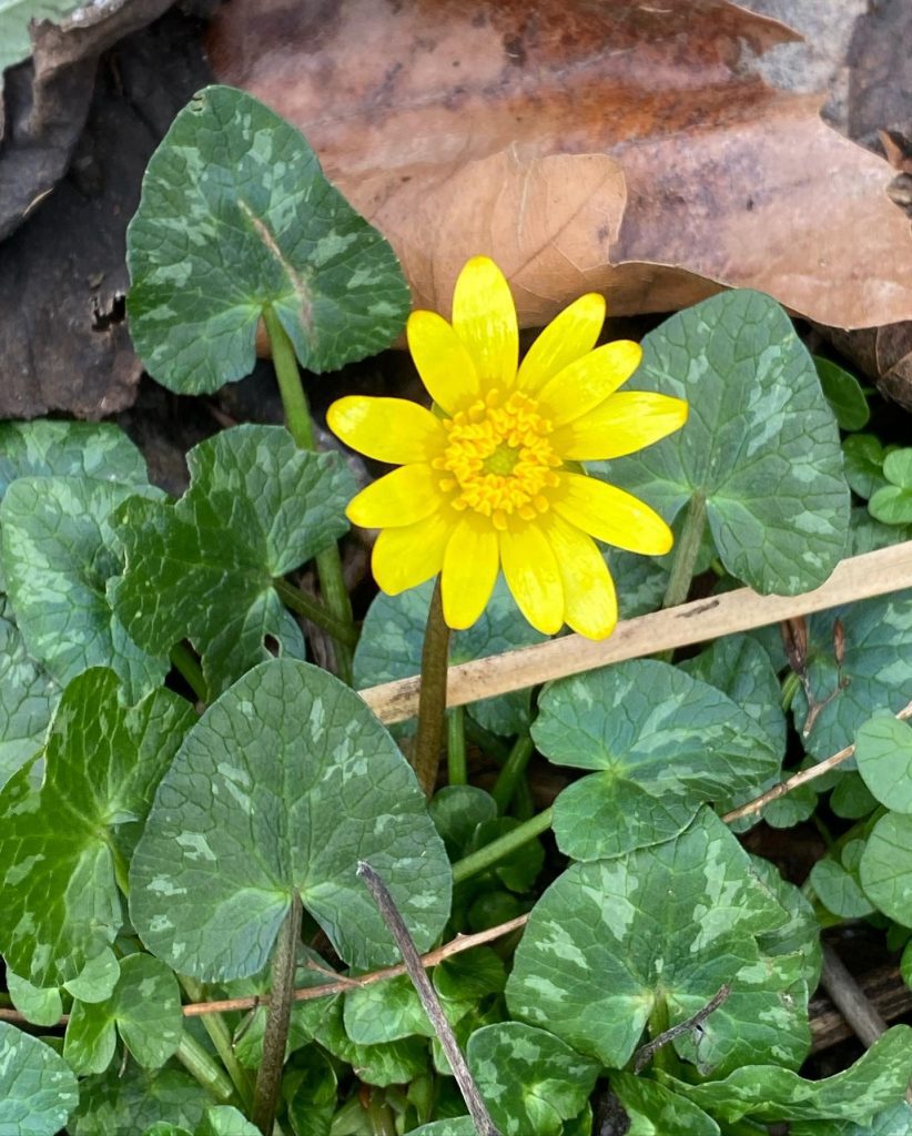 Yellow petalled Lesser Celandine