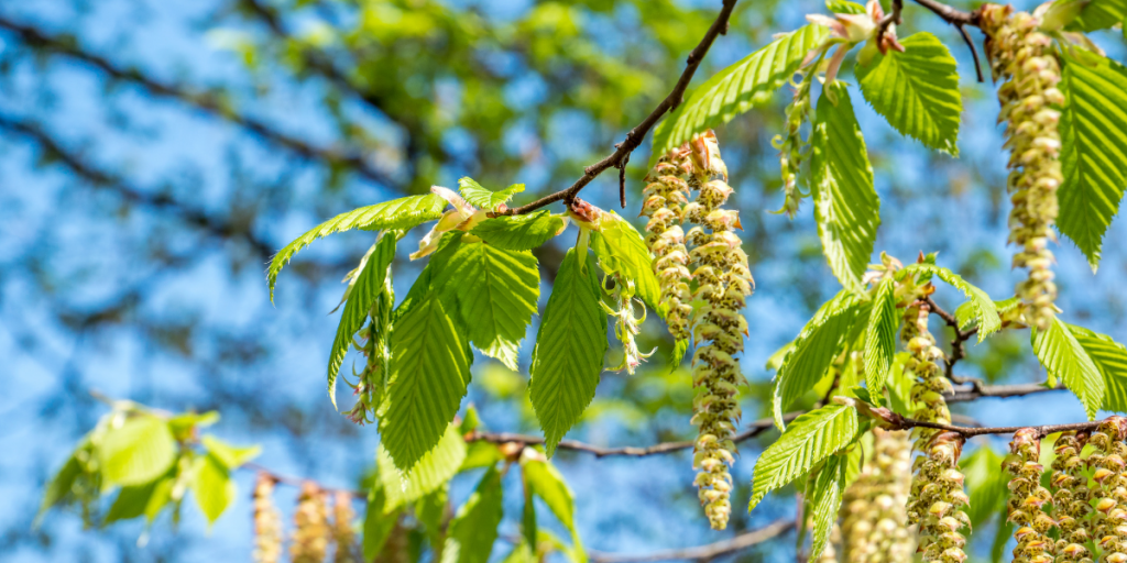 Silver Birch flower in spring (Betula pendula)