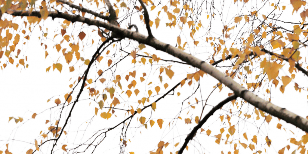  Silver Birch with autumn leaves (Betula pendula)