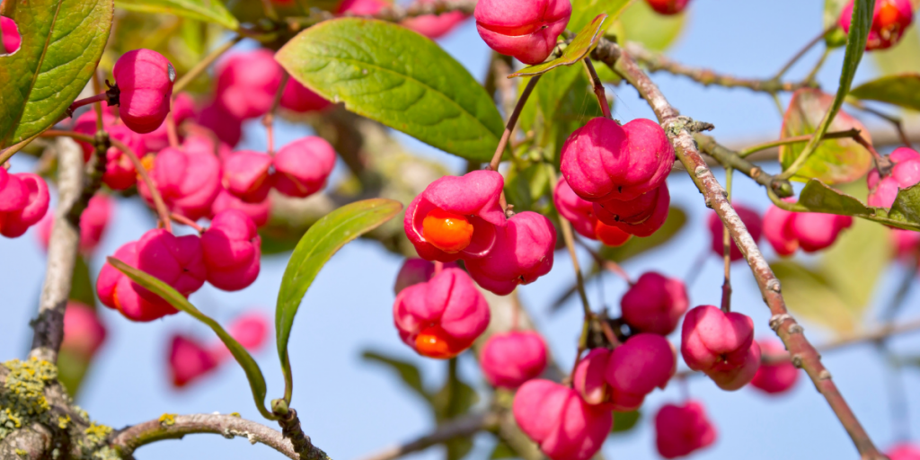 Spindle (Euonymus europaeus) setting seed