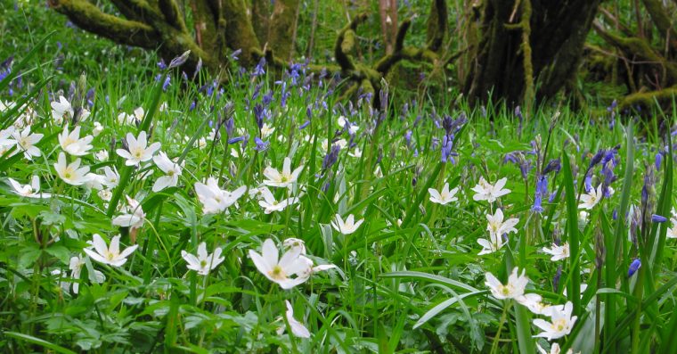 white petalled Wood anemones in woodland