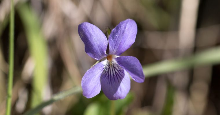common dog violets, small purple wildlfowers
