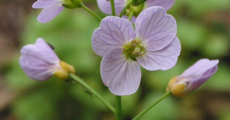 Lady's smocks or cuckoo flowers - small, purplish white veined wildflower