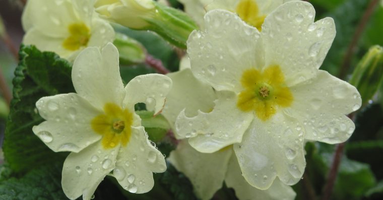 White Primrose wildflower covered in raindrops