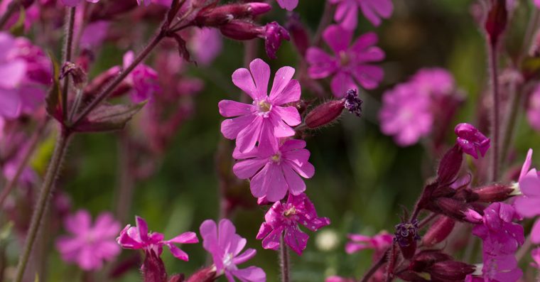 Red campions, pink small wildflowers