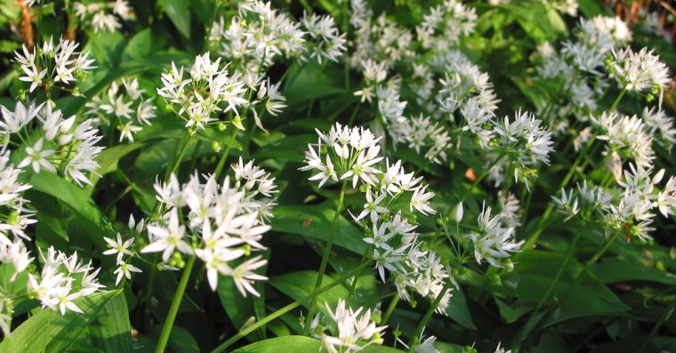 Ramsons, or wild garlic, small leaved white wildflowers