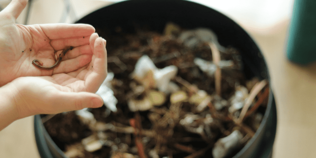 Hands holding a worm over a wormery composting bin full of compostable materials