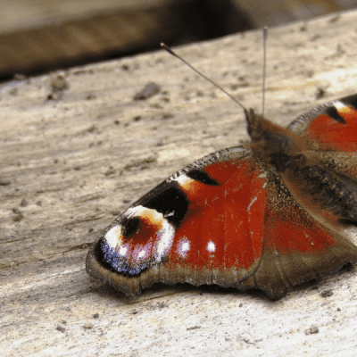 Peacock butterfly at TCV Skelton Grange