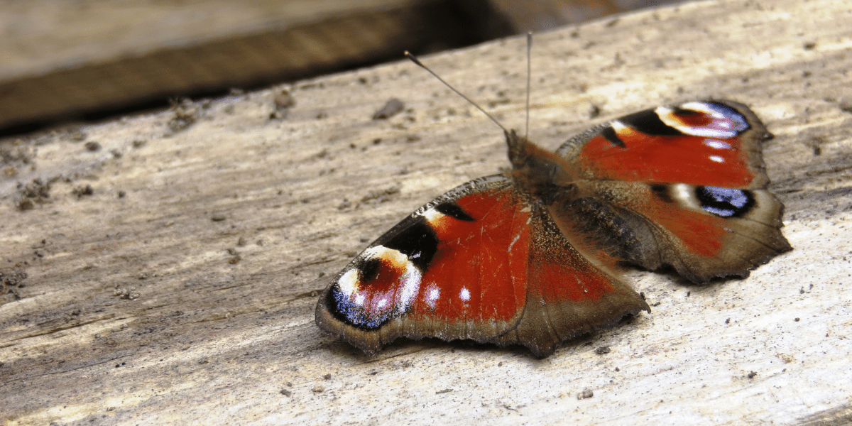 Peacock butterfly at TCV Skelton Grange