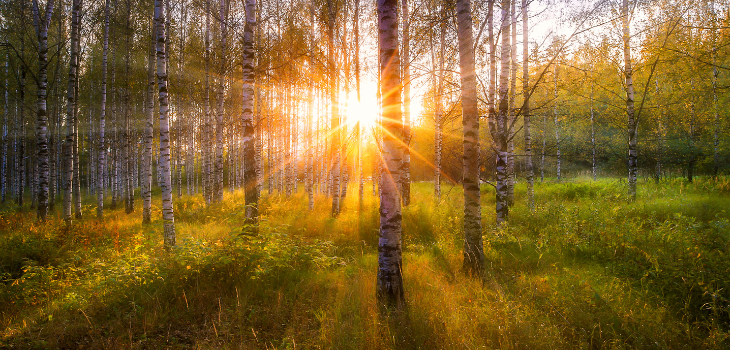 Sunshine through silver birch woodland