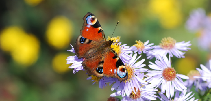 Peacock Butterfly