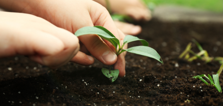 child planting peppers