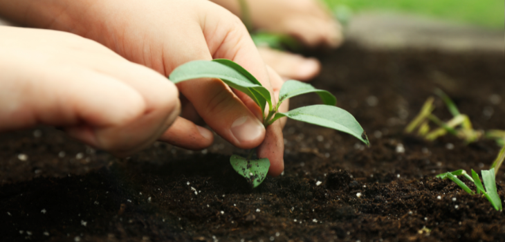  child planting peppers