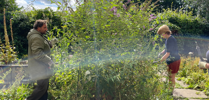 two people stood at either side of a large buddleia bush. They are both working on the bush, deadheading it.