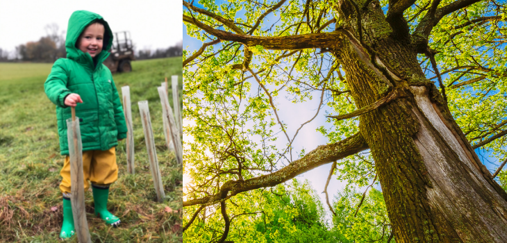 A young volunteer helps with the tree planting + a mature oak tree