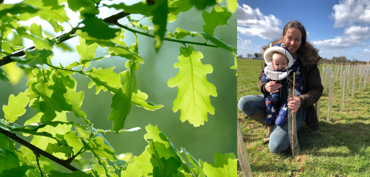 A volunteer and her baby helping to plant young whips + an oak leaf canopy