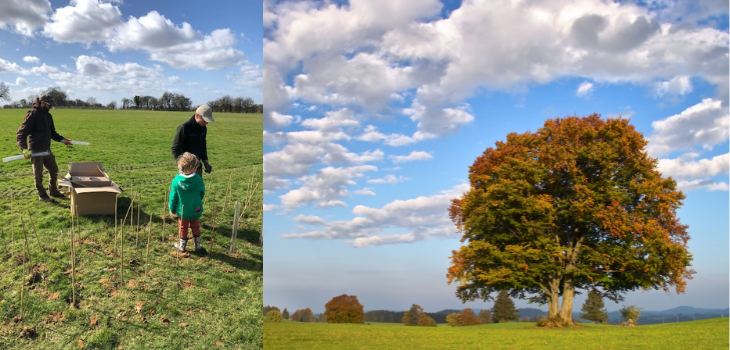 Volunteers helping with tree planting + a mature beech tree