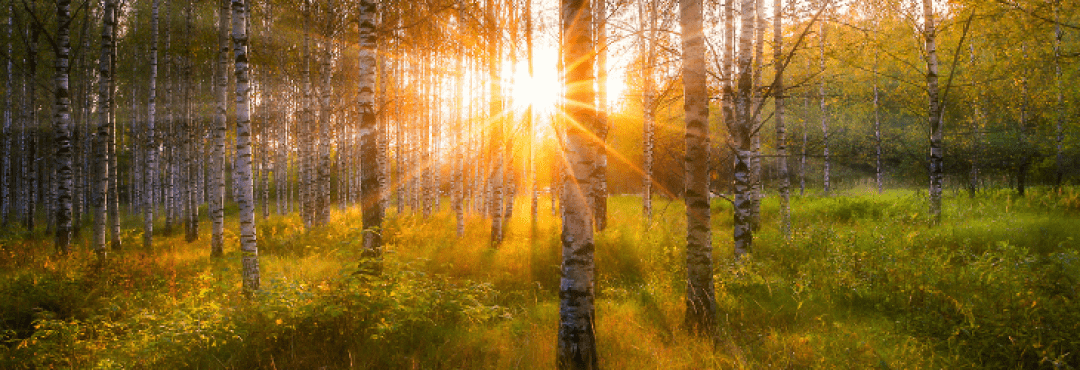 Silver Birch (Betula pendula) woodland