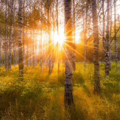 Silver Birch (Betula pendula) woodland