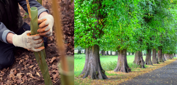 IDT and trees in park