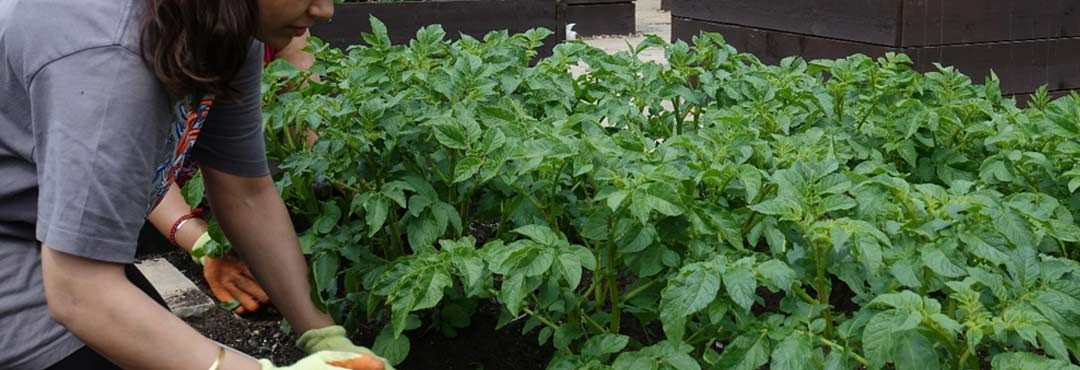 A woman tending vegetables in the garden