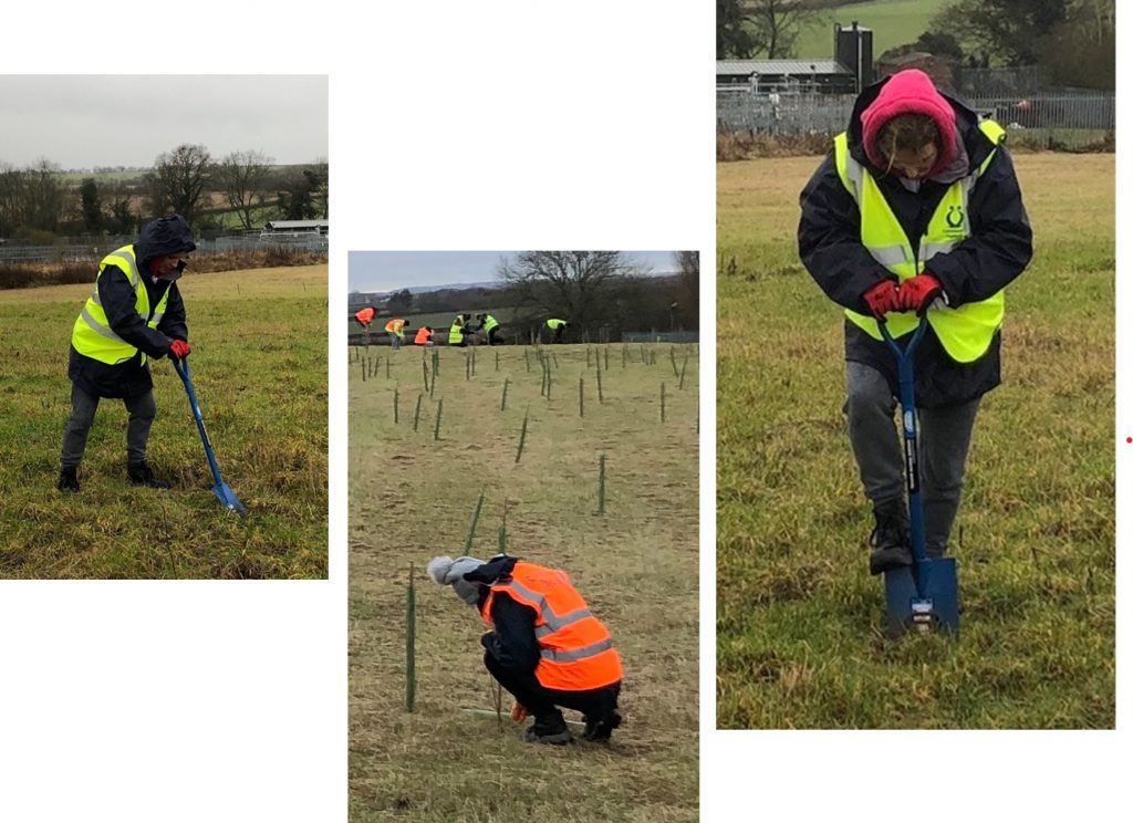 Probation Service Planting trees at Rampton.