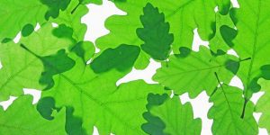 Oak leaves