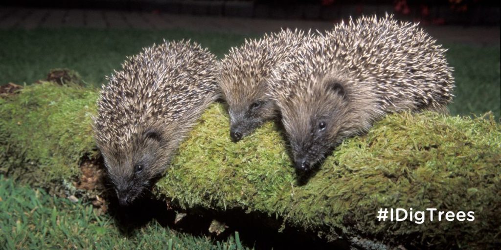 Three hedgehogs on a fallen tree covered in moss